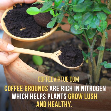 plants - Can We Eat Coffee Grounds