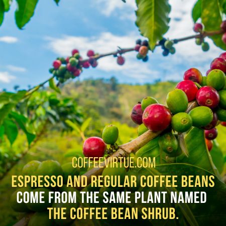 Espresso Beans Vs. Coffee Beans
