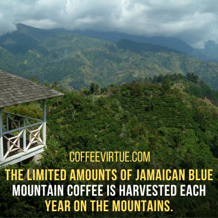 Why Is Jamaican Blue Mountain Coffee Expensive?